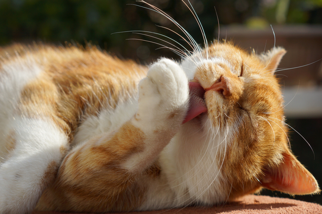 おうちの猫ちゃん、毛づくろいできてますか？愛猫が毛づくろいしない