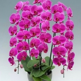 胡蝶蘭ピンク3本立ホンリンローズ 36〜40輪以上 P-026（カラー：ピンク