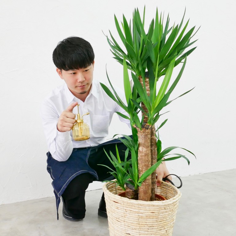 ユッカMサイズ バスケットB 204（カラー：グリーン）｜成長・発展を