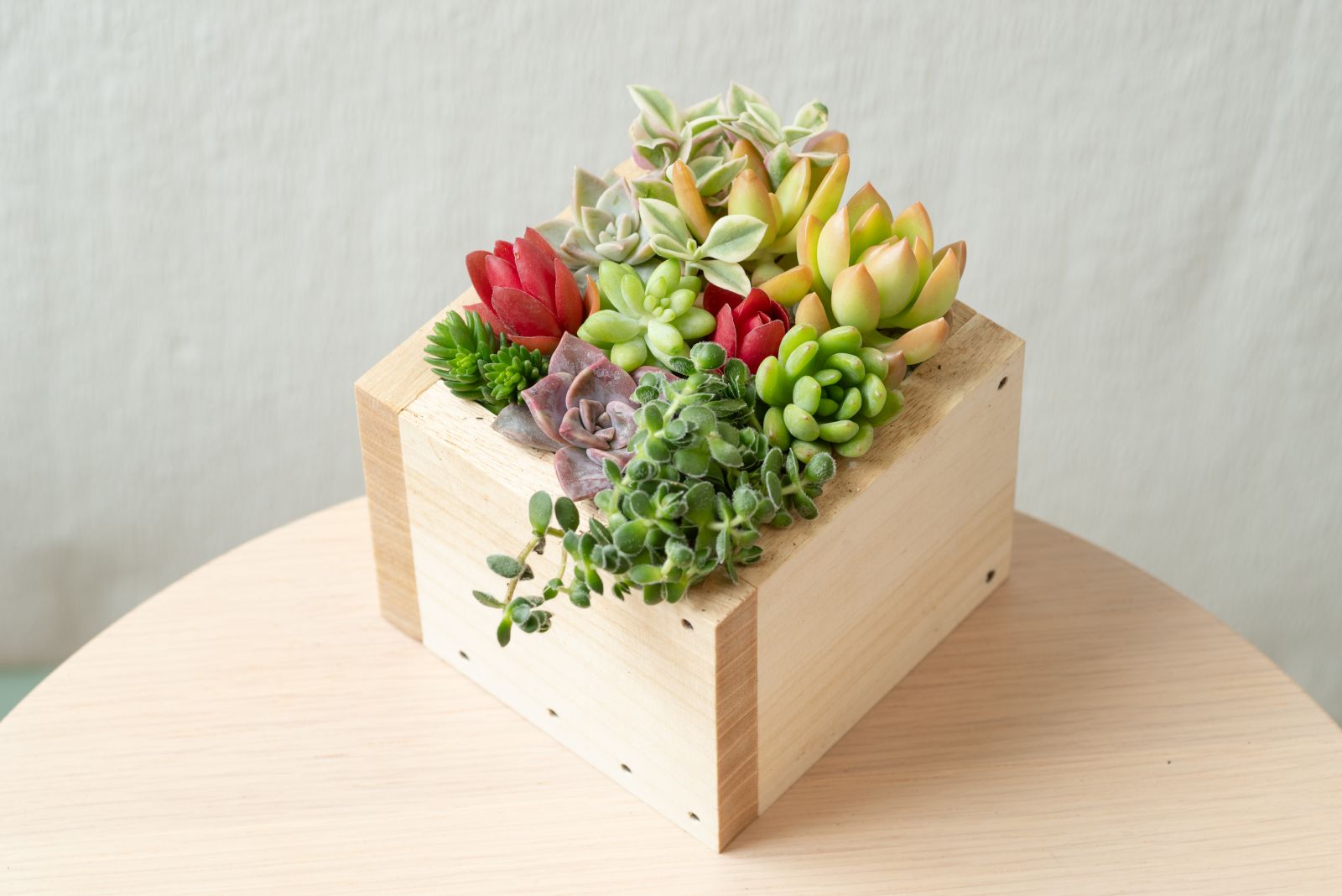 vol.10 木製プランターを使った多肉植物の寄せ植え - コラム 【WOMO】