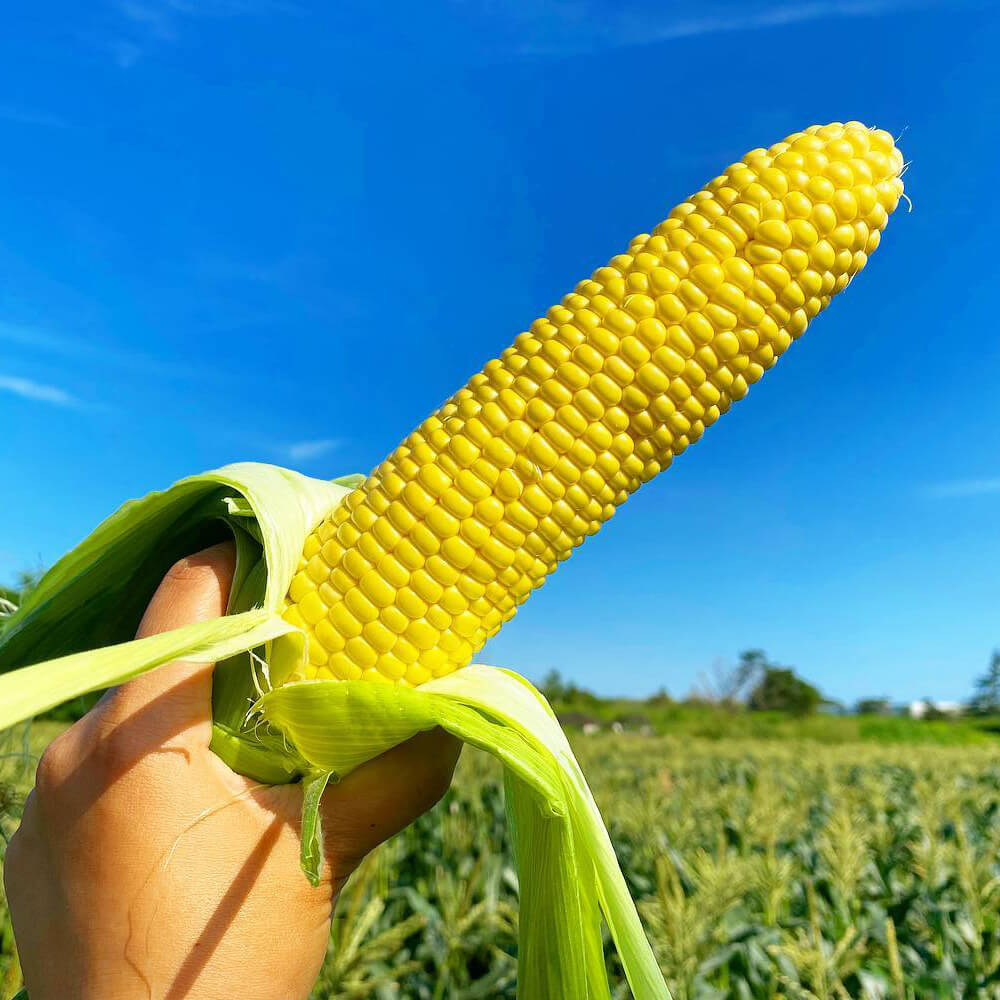 糖度18～20度！北海道産とうもろこし12本（わくわくコーンorほしつぶ