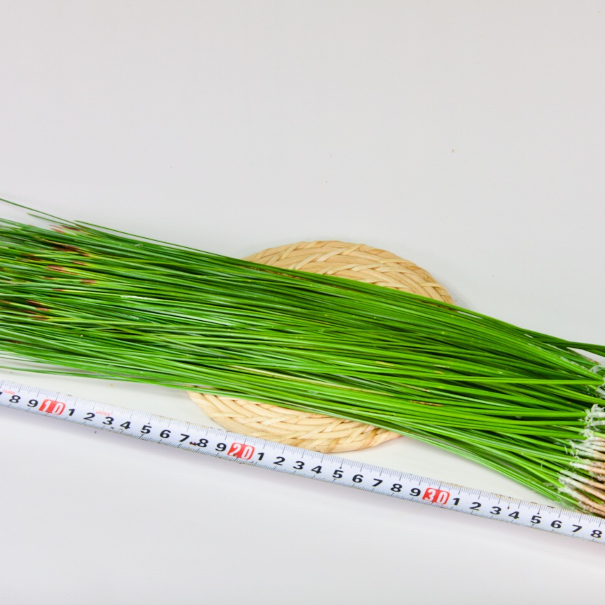 40㌢！大王松 松葉 | 花・植物/花・植物 産直アウル 農家から直接野菜