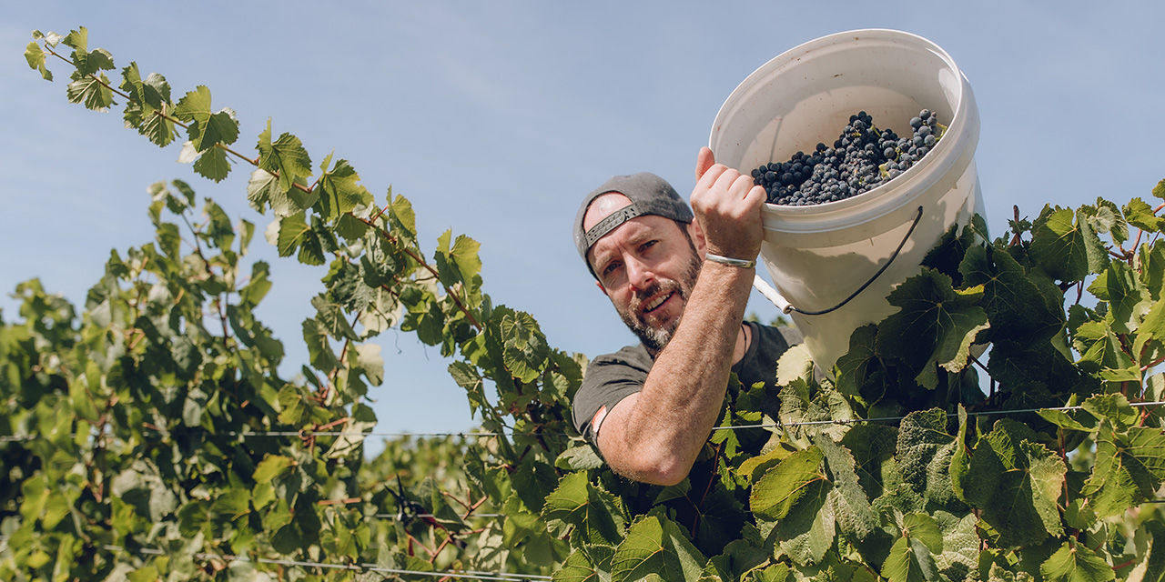 Roots Rosso Pinot Noir Gin – 株式会社サザンクロス