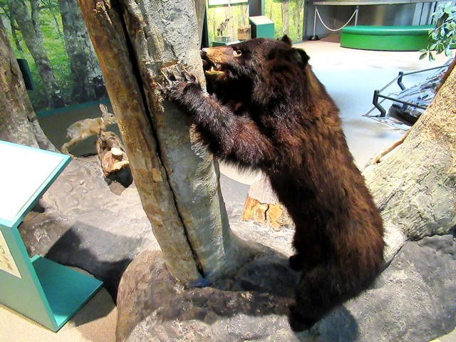 ツキノワグマ - 『科学館日記』