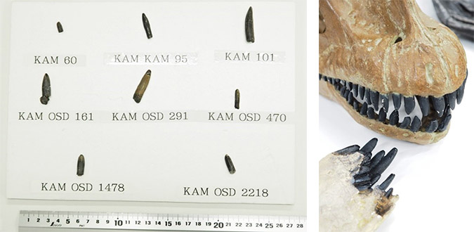竜脚類は植物食」歯化石の傷を立体分析、恐竜で初解明 早稲田大など
