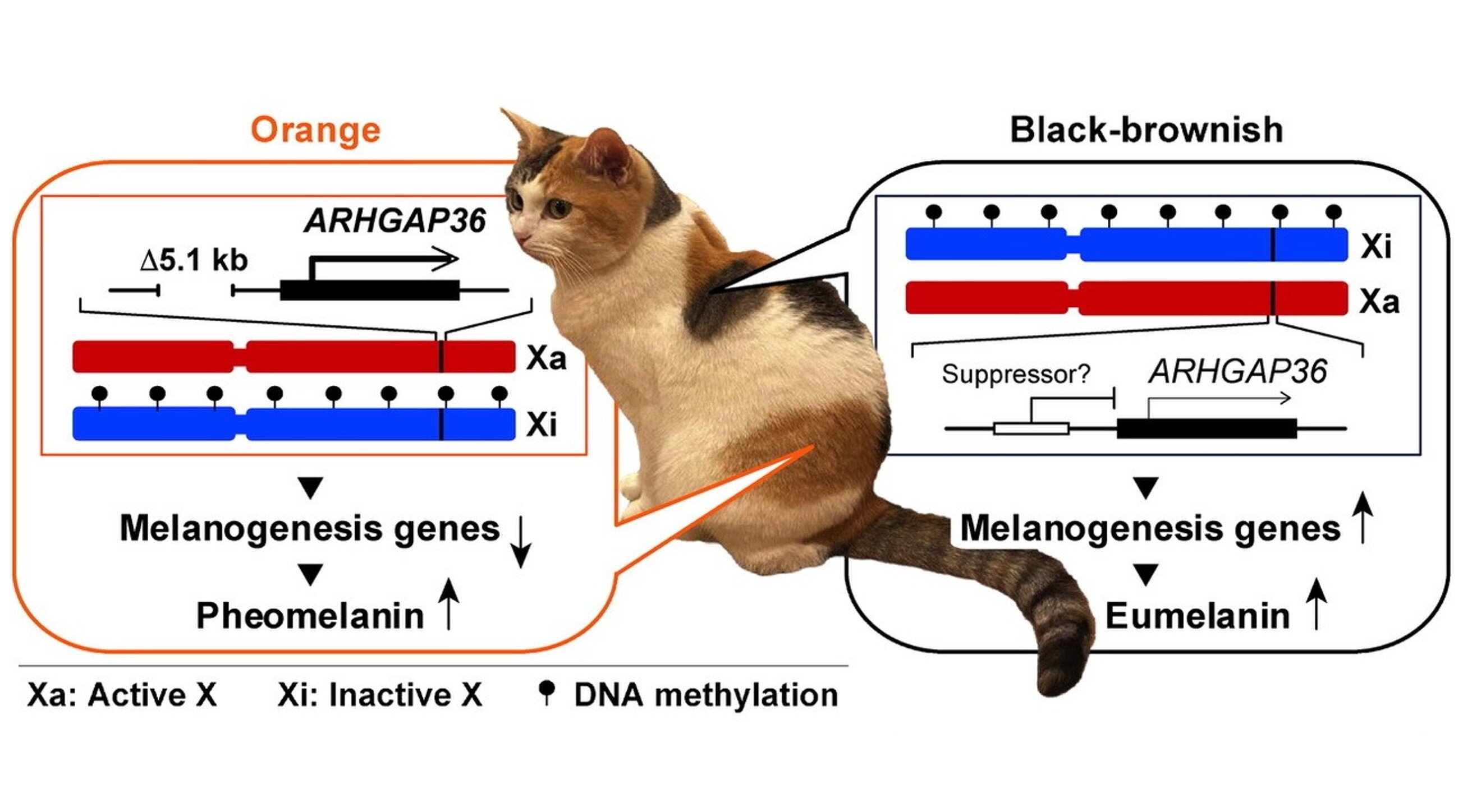 Orange cats come with genetic twist: X-linked mutation points to