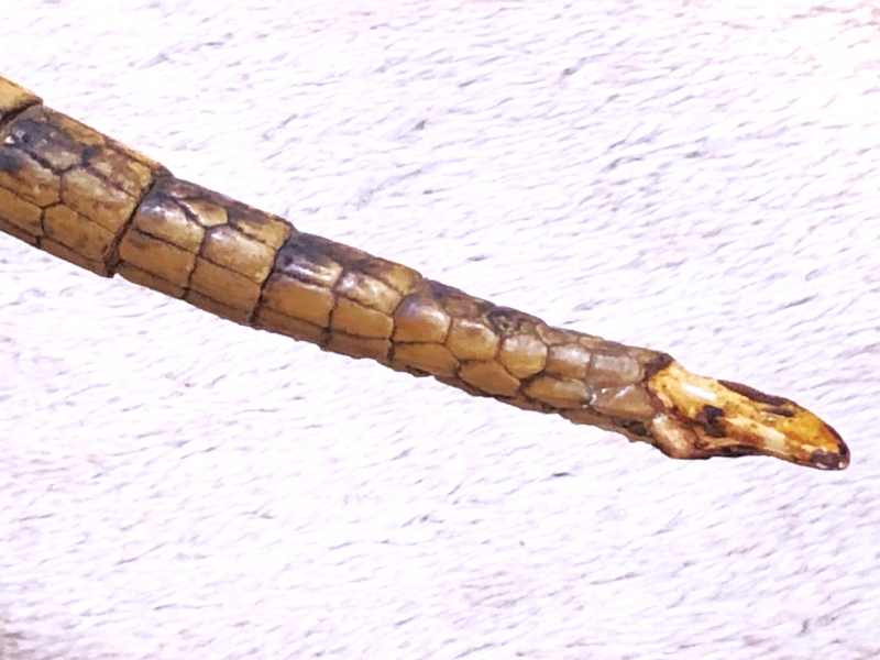 ココノオビアルマジロ剥製 】 合法品 完全体（一部修復） 木台付