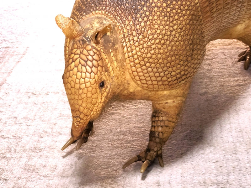 ココノオビアルマジロ剥製 】 合法品 完全体（一部修復） 木台付