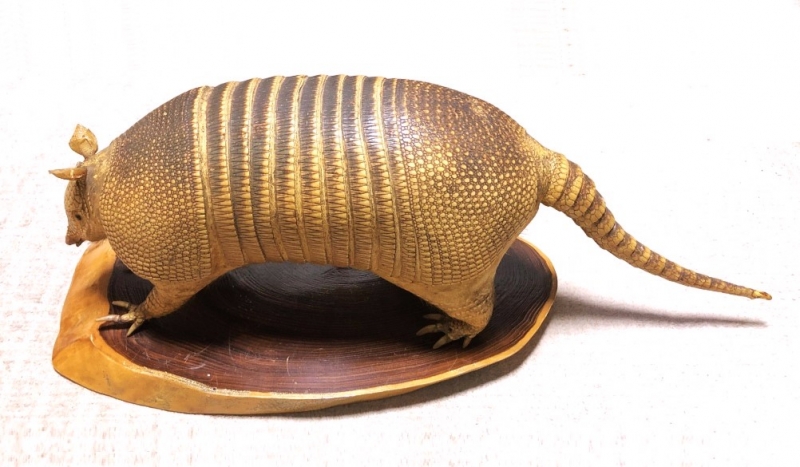 ココノオビアルマジロ剥製 】 合法品 完全体（一部修復） 木台付