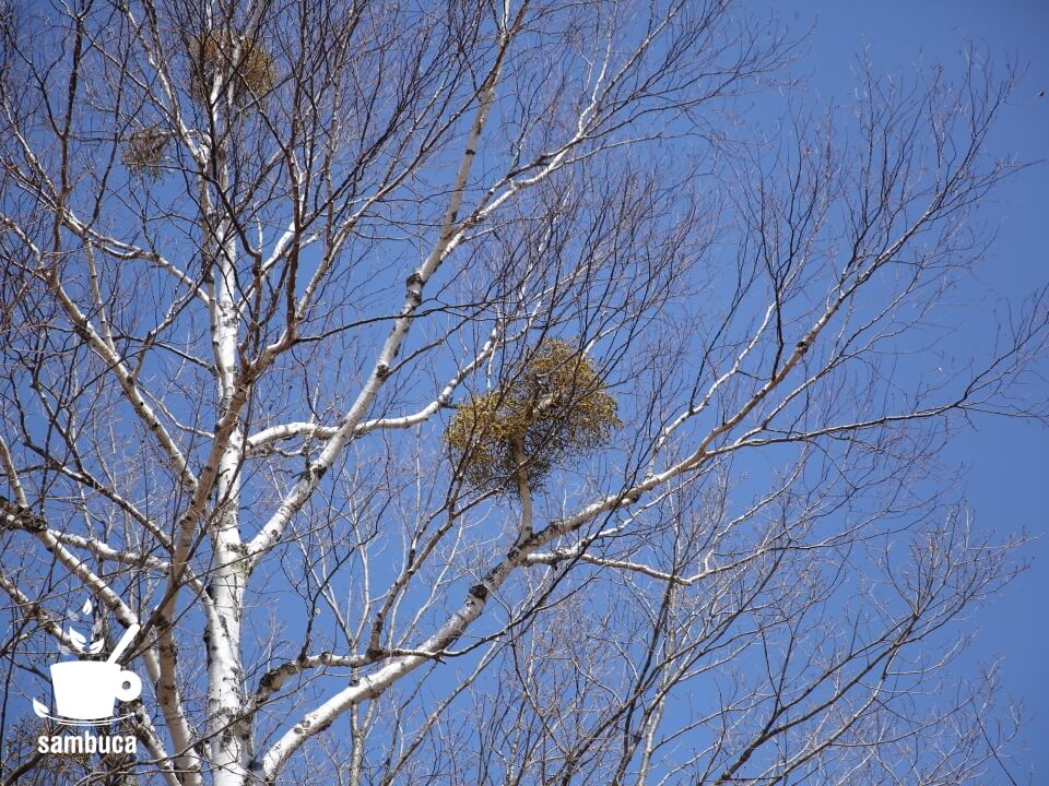 ヤドリギを見つけに、冬の松本へ出かけよう | sambuca
