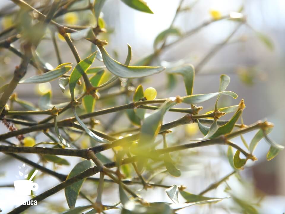 縁起が良い植物・ヤドリギを飾ろう【クリスマス・お正月にもOK】 | sambuca