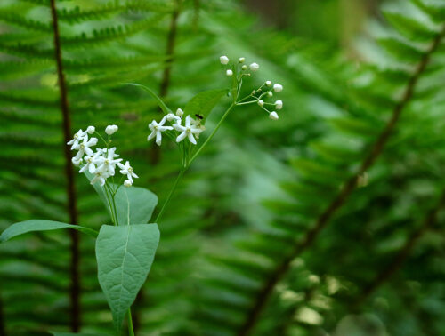山野草図鑑―山野妖精花譜― — 野山の自然を彩る妖精たち