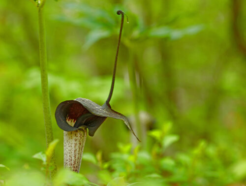山野草図鑑―山野妖精花譜― — 野山の自然を彩る妖精たち