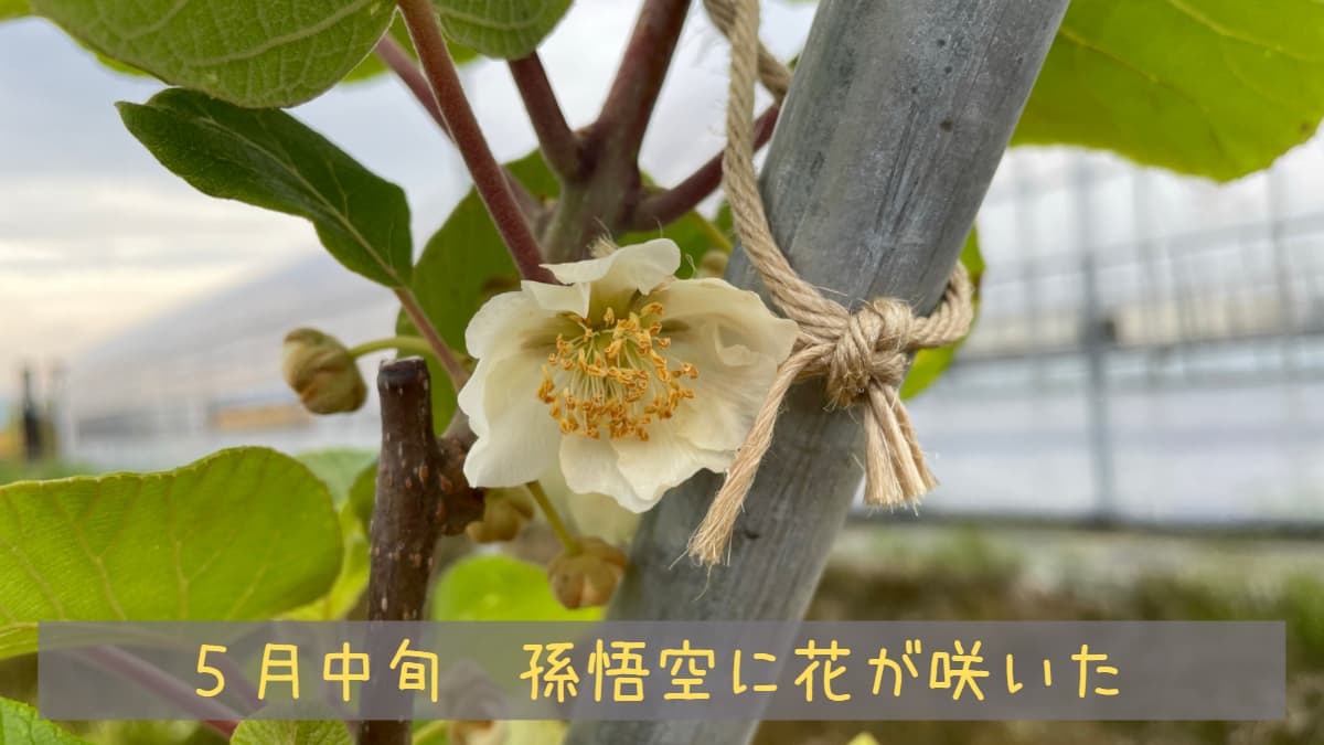 黄色系キウイフルーツの花粉採取｜孫悟空から花粉採取 | サブロ～CEOの
