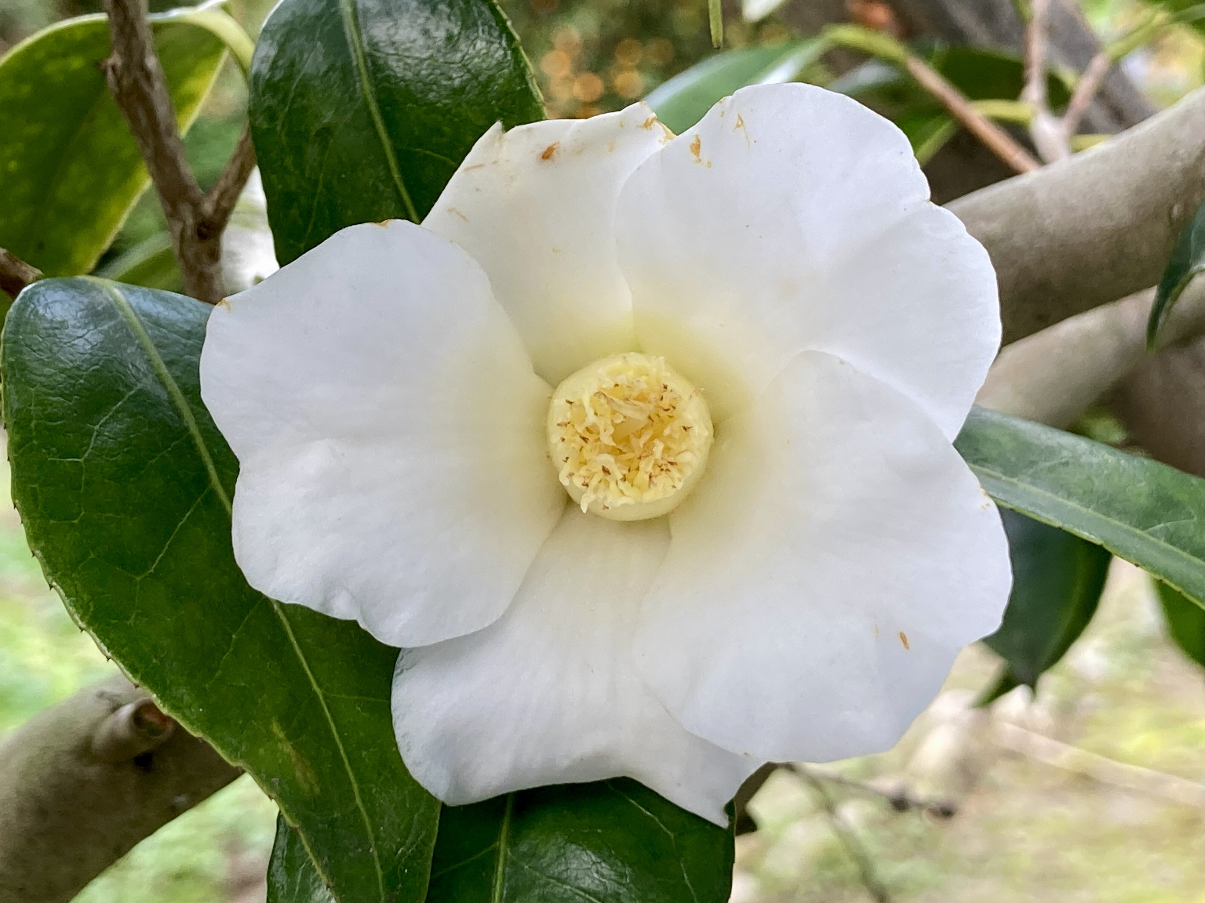 拾穂日乗〜白侘助が開花〜後水尾天皇遺愛の名椿｜最新情報 | WEB茶美会