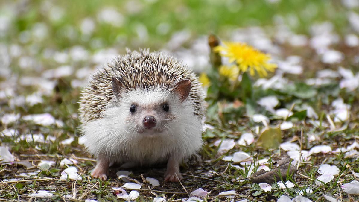 ヨツユビハリネズミ | 野生の王国 群馬サファリパーク