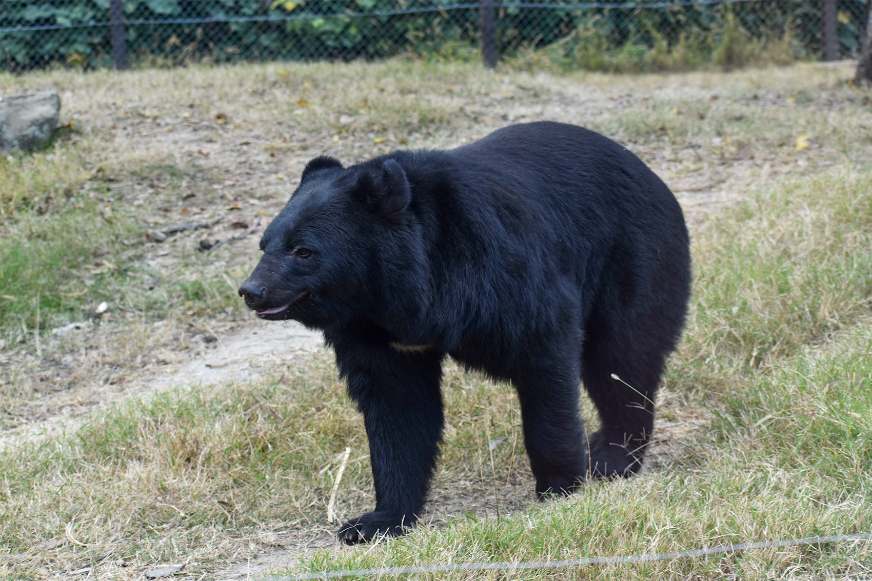ニッポンツキノワグマ | 野生の王国 群馬サファリパーク
