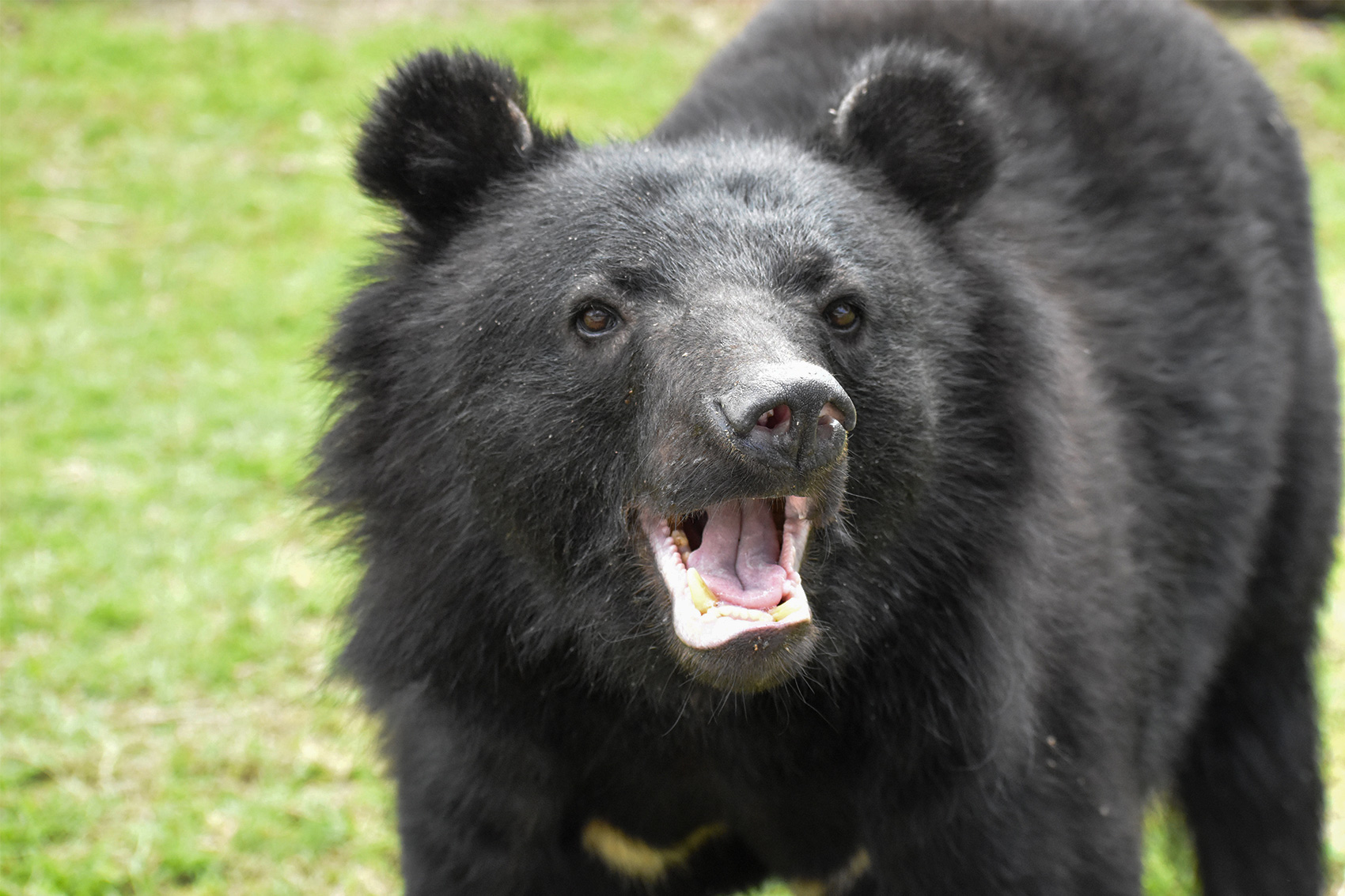 ニッポンツキノワグマ | 野生の王国 群馬サファリパーク