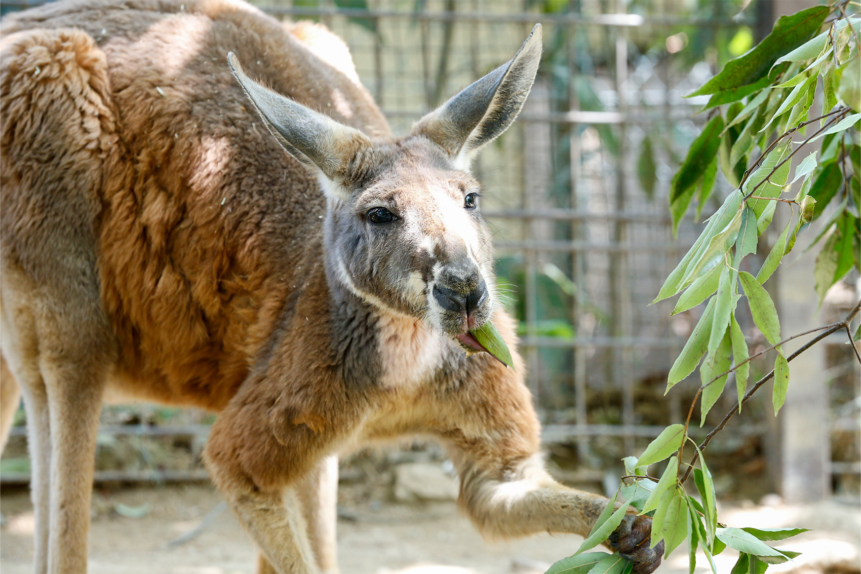 アカカンガルー | 野生の王国 群馬サファリパーク