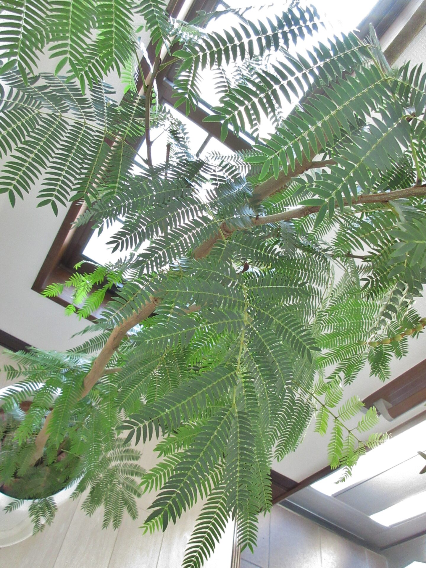 エバーフレッシュ10号鉢（曲がり）XLサイズ 高さ190cm前後 無料設置