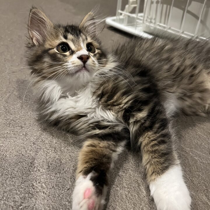 新メンバー】ワンちゃん・ネコちゃんがやってきました！｜新着情報｜さ