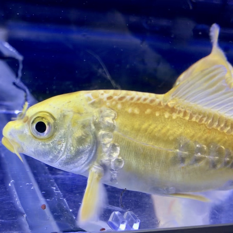 ◇最高に輝くニシキゴイことドイツ黄金とは。夏から秋へ向けての飼育