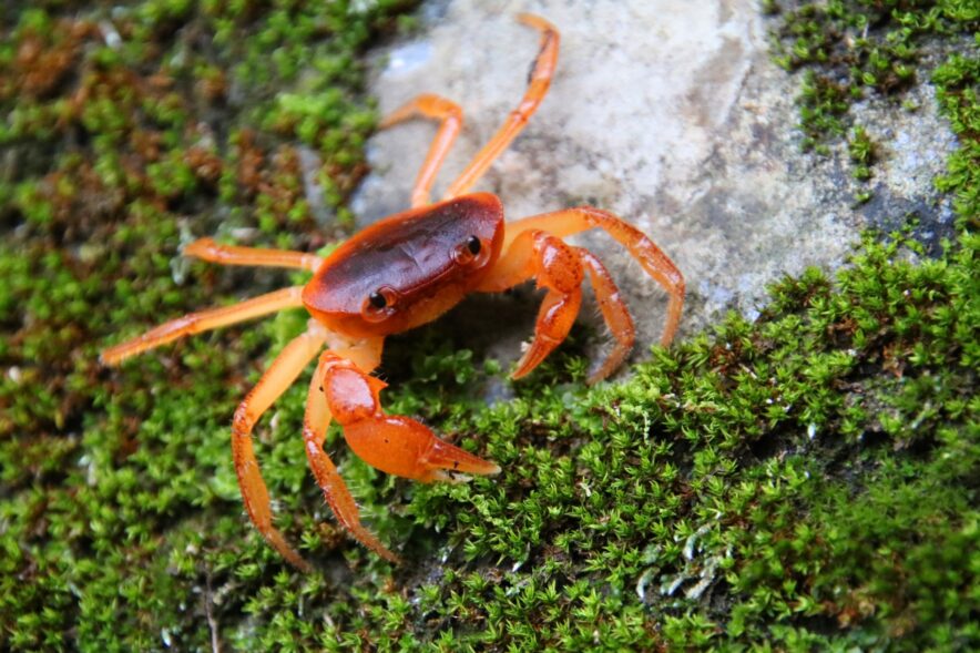 身近な清流で生活する＜サワガニ＞の特殊な子育てスタイル 卵からカニ