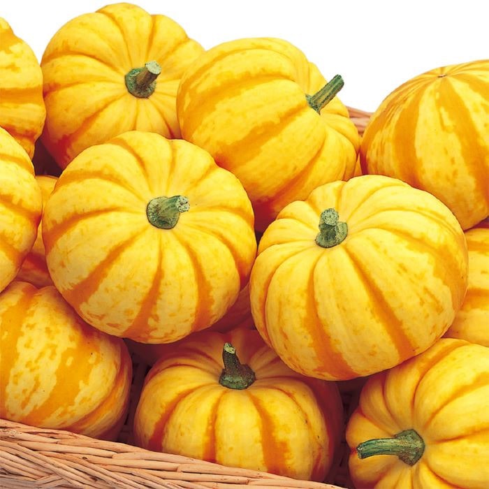 ミニカボチャ プッチィーニ｜種（タネ）,球根,苗,資材,ガーデニング