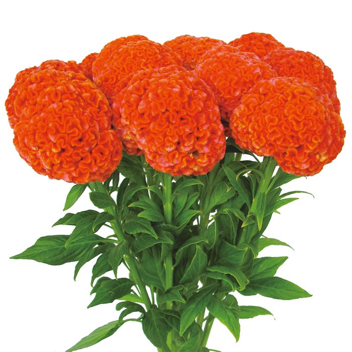 久留米けいとう 柑珠｜種（タネ）,球根,苗,資材,ガーデニンググッズの