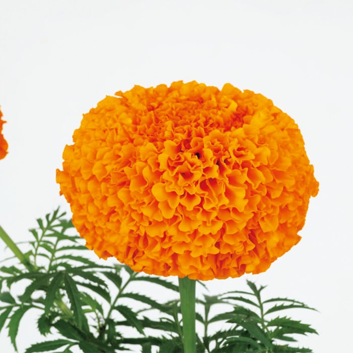 マリーゴールド オリエンタルXL オレンジ｜種（タネ）,球根,苗,資材