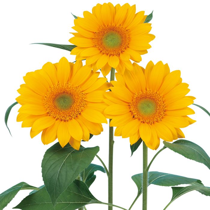 ヒマワリ ビンセント(R) クリアオレンジDMR｜種（タネ）,球根,苗