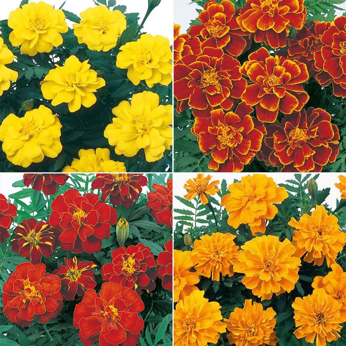 セルトップ(R)苗 4月お届け マリーゴールド サファリ 4種セット｜種