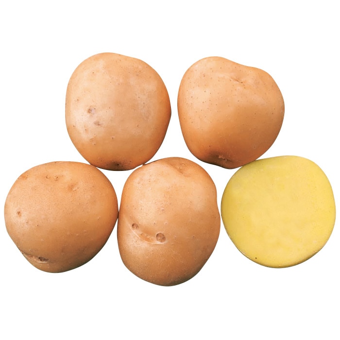 ジャガイモ ながさき黄金｜種（タネ）,球根,苗,資材,ガーデニング
