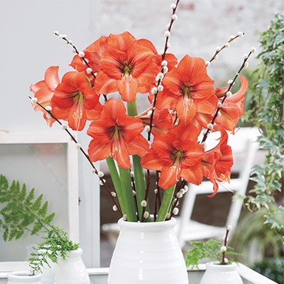 カジュアルアマリリス オレンジクイーン｜種（タネ）,球根,苗,資材