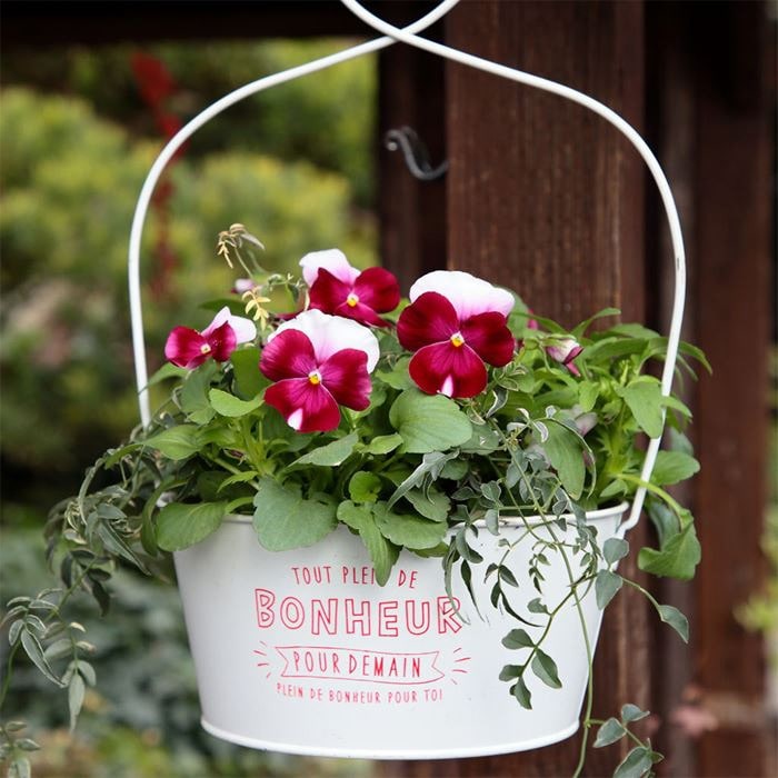 パンジー よく咲くスミレ ロゼ｜種（タネ）,球根,苗,資材,ガーデニング