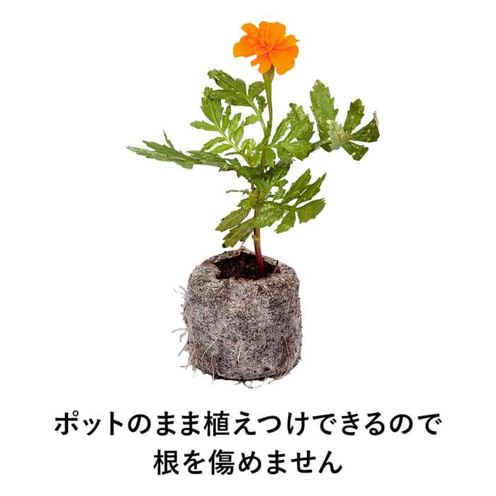 ジフィーセブン42mm（そのまま植えられる土ポット）｜種（タネ）,球根