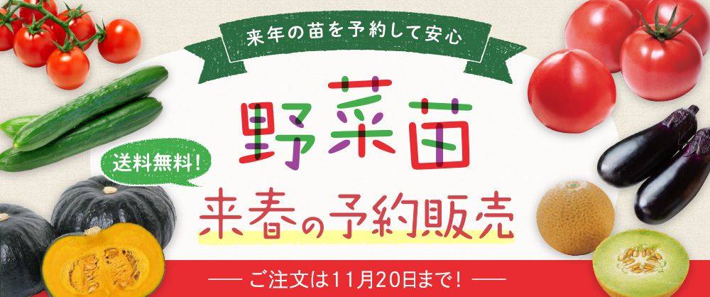 大玉トマト りんか409 接木苗｜種（タネ）,球根,苗,資材,ガーデニング