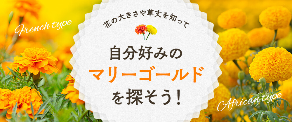 セルトップ(R)苗 6月お届け マリーゴールド ストロベリーブロンド｜種