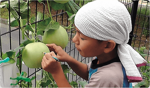おうちでネットメロン ころたん(R)｜種（タネ）,球根,苗,資材