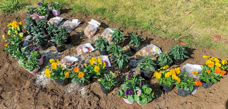 教えて杉井先生！プロに学ぶすてきな秋冬花壇の作り方｜特集｜読みもの