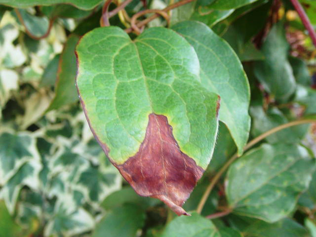 第3回】葉が変色して斑点ができる、枯れる｜こんな症状の時どうする