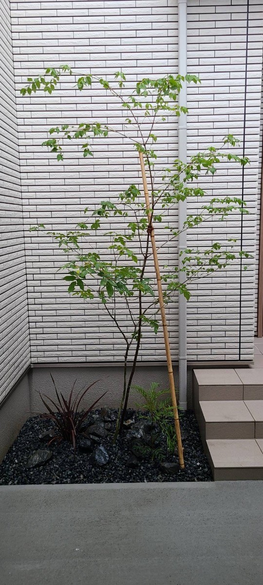 山採りのアオダモとツリバナの混合株 | 坂上美建 by モミの木