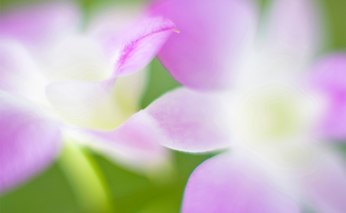 セルフホームエステのフヨウサキナ