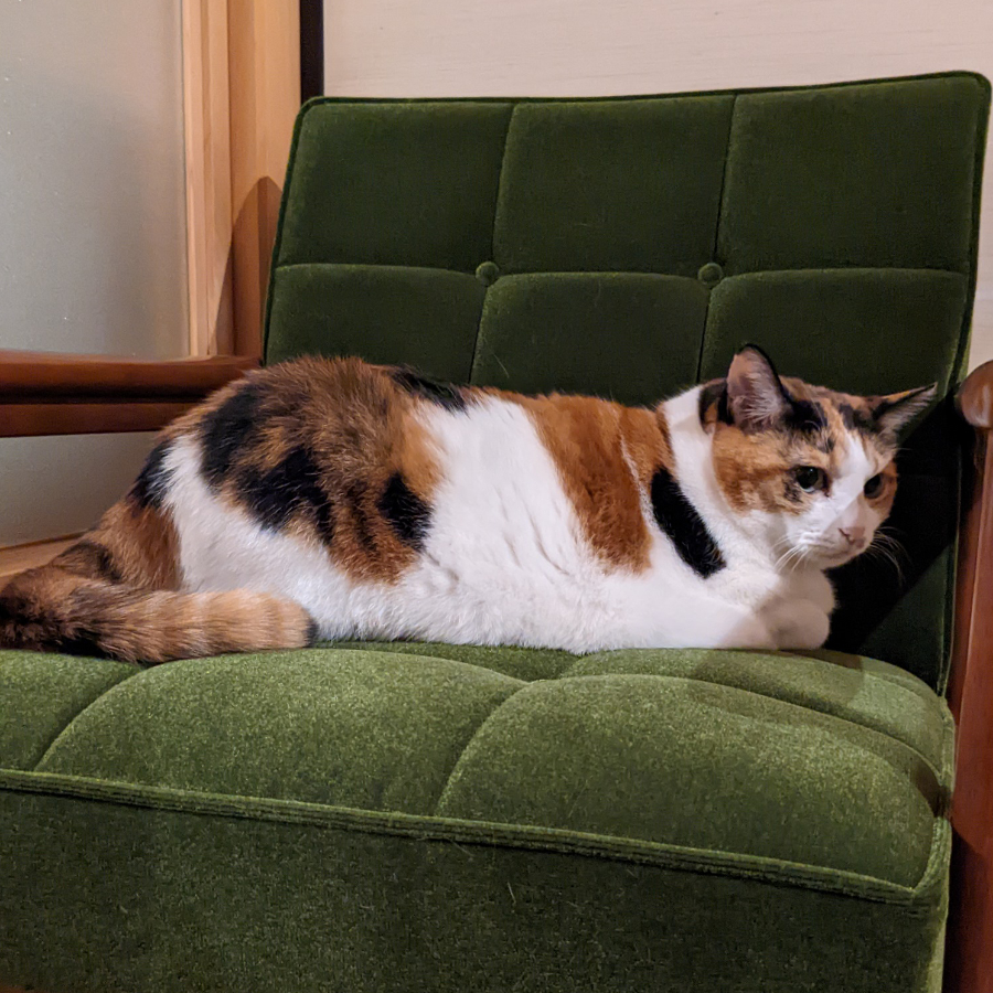 カリモク×猫 - 皿屋敷の住人