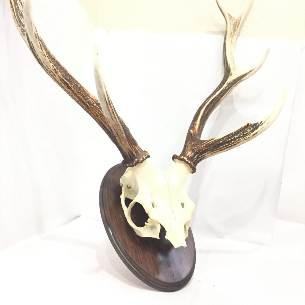 鹿の角（60．0㎝）の買取実績 | 買取専門店さすがや