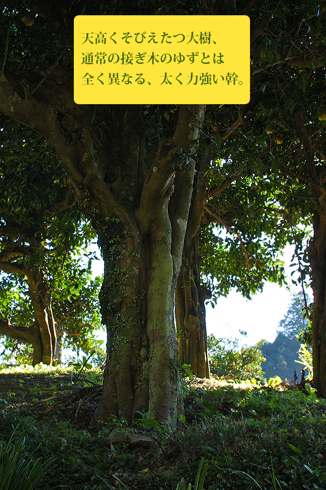 実生柚子（みしょうゆず）・高知の極上ユズ酢