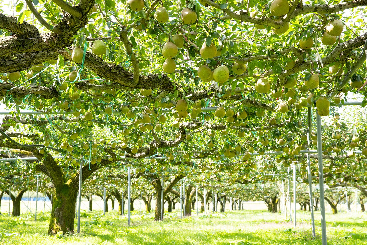 山形県上山産 須田果樹園さんのラ・フランス約5kg14〜16玉｜山形の