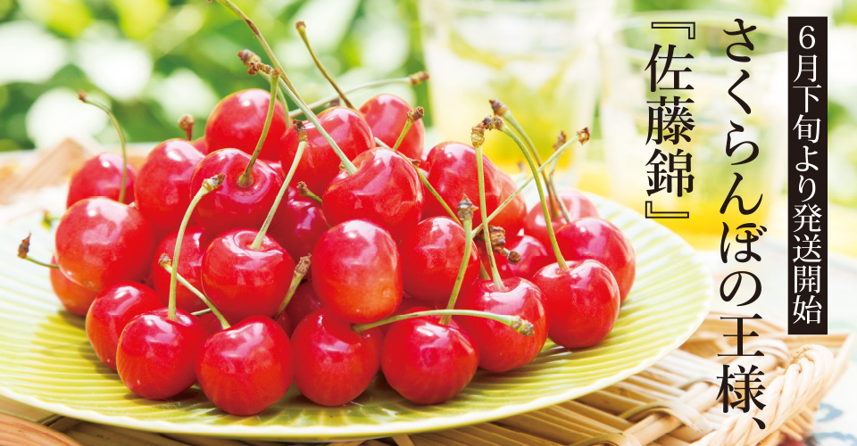 佐藤錦 秀撰」2L玉 500gばら詰め｜山形のさくらんぼ通販なら「佐藤錦