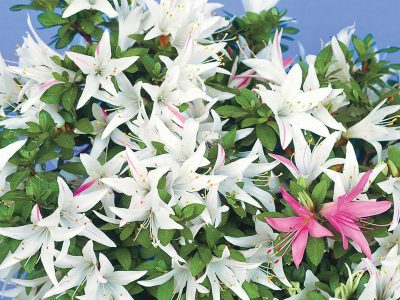 さつき花辞典：千代の光 ｜ さつき盆栽春夏秋冬