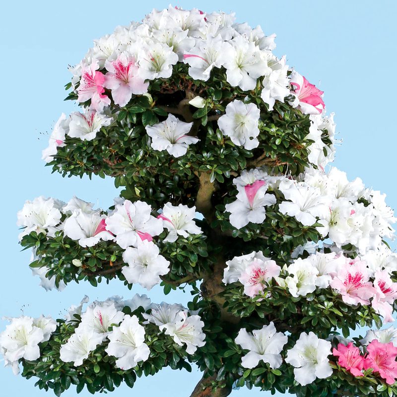 さつき花辞典：華宝 ｜ さつき盆栽春夏秋冬